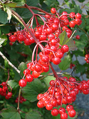 Cranberry viburnum.