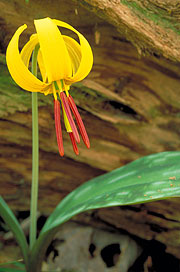 Erythronium americanum.