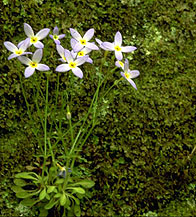 Houstonia caerulea.