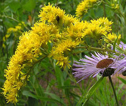 Solidago canadensis.
