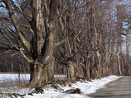 Sugar maples.