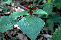Trillium erectum.