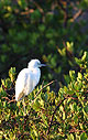 Three Catastrophes, One Sky, guest editorial by Kier&aacute;n Suckling (image: egret in mangroves)