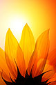 Solar is the Bridge to Our Future, by U.S. Representative Gabrielle Giffords
