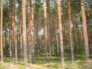 Estonian forest