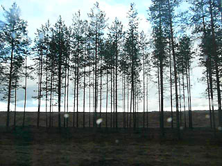 Estonian forest