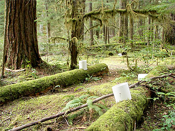 Old-growth log decomposition site in the H.J. Andrews Experimental Forest.