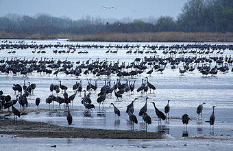 Cranes along the Platte River, March 2012.