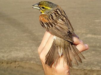Dickcissel in hand