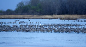 Occassionally, as here, they are joined by a rare whooping crane, the shining white crane. Only 500 whooping cranes exist in the wild.