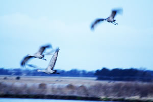Flying in for the evening on Crane Trust lands along the Platte River.