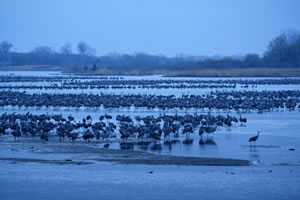 Along almost any Platte River local here some 20,000 to 30,000 cranes may settle in for the night.