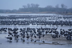 Sandhill cranes on the Platte River.