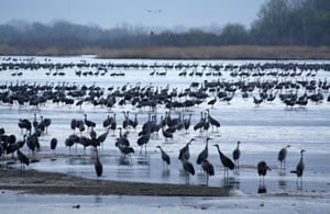 The cranes withstand all kinds of weather, from blizzards to thunderstorms to unseasonably warm.