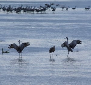 Crane dance.