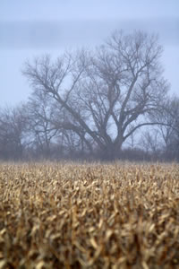 Cornfields and cottonwoods wait quietly before the cranes rise from the Platte River, just beyond the trees.