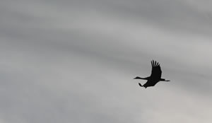 Solitary flight.