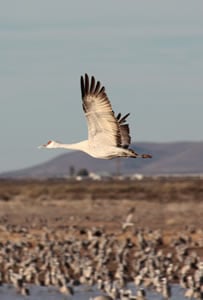 Sandhill crane in flight, with desert mountains beyond.