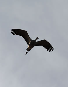 Sandhill crane in flight.