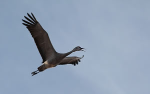 Calling Sandhill crane in flight.