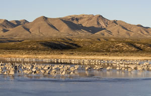 Overwintering along the Rio Grande of central New Mexico.