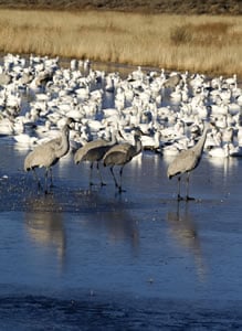 Sandhill cranes mingling with snow geese on an icy slough near the Rio Grande.