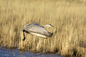 Taking flight.
