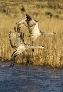 Sandhill cranes flying at Bosque del Apache.