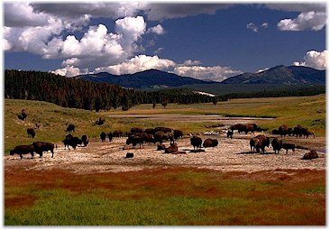 Restoring the bison, restoring the spirit