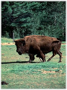 American buffalo, also known as bison