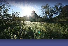 Sonoran Desert sunrise
