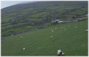 Fields and sheep in Ireland.