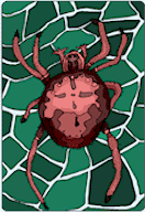Spider.