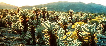 Cholla cacti in the Mojave desert.