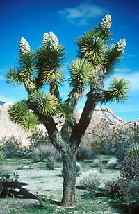 Joshua tree.