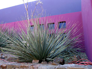Nolina and palo blanco against pink and purple wall.