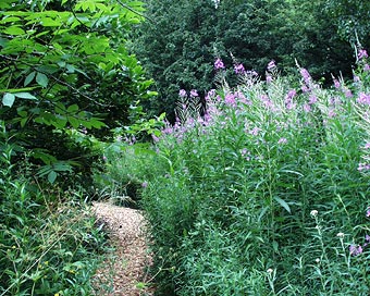 Fireweed essay image