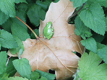 Pacific treefrog on maple leaf.