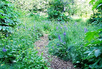 Path through fescue and camas.