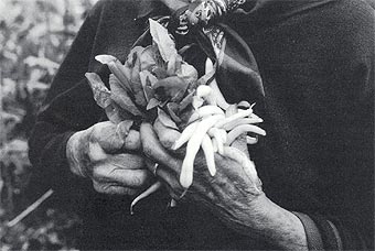 Hands with vegetables from the DOME Garden.