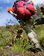 The Teeming Abyss: Weaving Thruogh the Pem&oacute;n Amazon