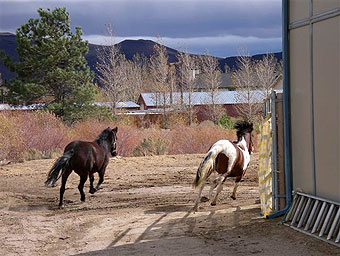 Bugz and Spirit at Wild Horse Spirit in Carson City, Nevada.