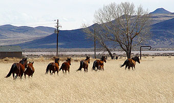 Wild horses at Misfits Flat, Nevada, sonamed for the movie The Misfits filmed there.