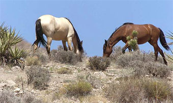 Wild horses in Nevada.