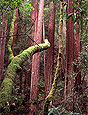 Muir Woods National Monument: William Kent's Progressive Vision, text by Tom Butler, photography by Antonio Vizcaino