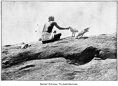 Priest feeding sacred vultures.