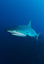 Swimming Among Sharks: A Photo Essay, by Marie-Elizabeth Mali