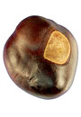 Buckeye by Scott Russell Sanders, with Audio