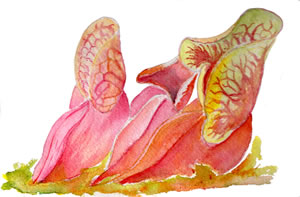 Watercolor painting of a Pitcher Plant (Sarracenia purpurea).
