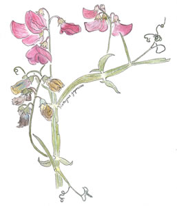 Colored pencil sketch, Beach Pea (Lathyrus japonicus).